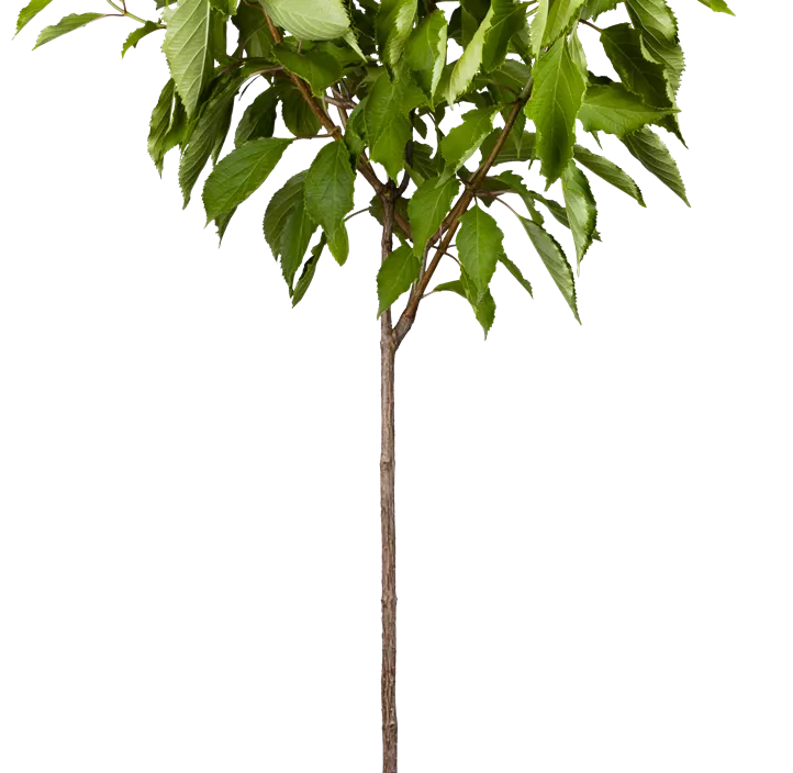 Rispenhortensie Rispenhortensie