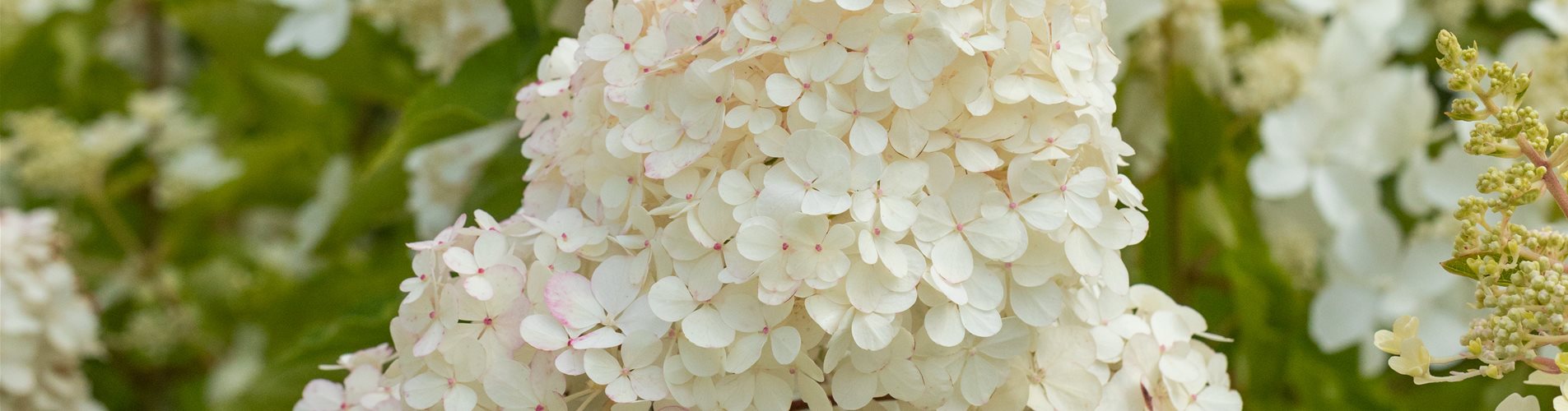 Hydrangea panic. 'Vanille-Fraise' 