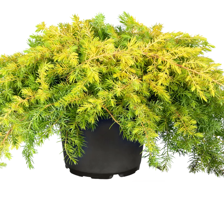 Strand-Wacholder 'Allgold' Strand-Wacholder 'Allgold'