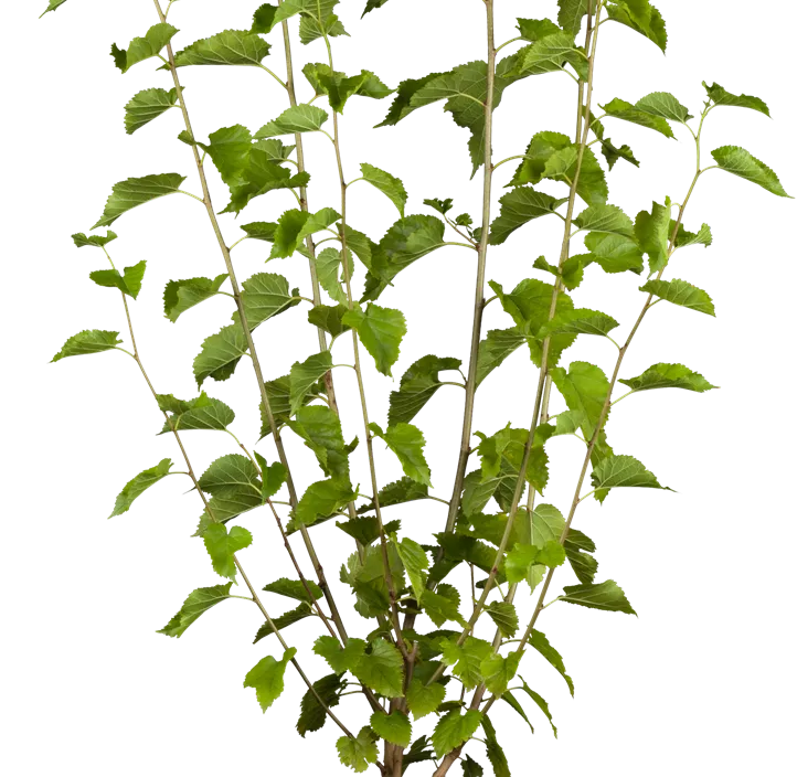 Schwarze Maulbeere Bio