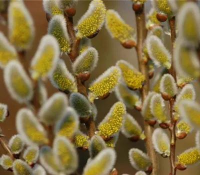 Salix caprea 'Gold-Bienenkätzchen'