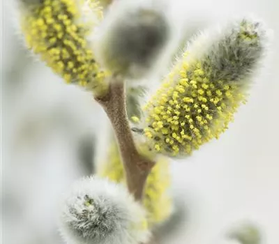 Salix Zauberkätzchen