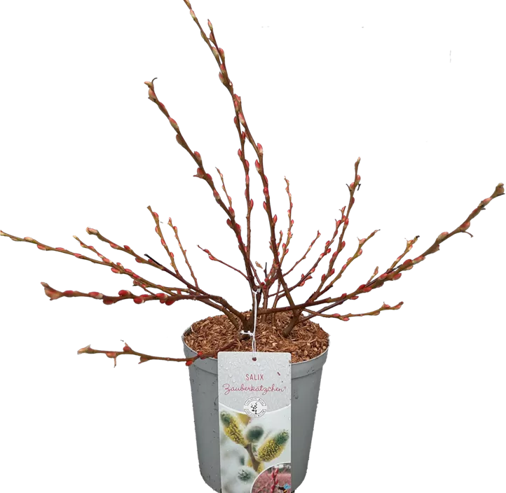 Zauberkätzchenweide  Zauberkätzchenweide