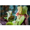 bellaflora Gartencenter GmbH