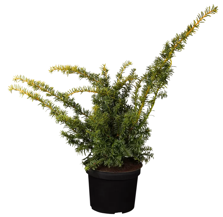 Eibe 'Kupfergold' Eibe 'Kupfergold'