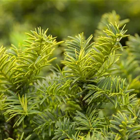 Taxus baccata 'Kupfergold'