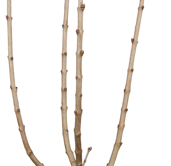 Edelflieder 'Andenken an Ludwig Späth' Edelflieder 'Andenken an Ludwig Späth'