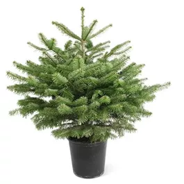 Abies nordmanniana getopft