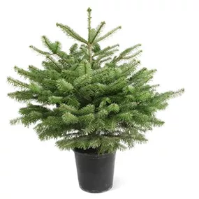 Abies nordmanniana getopft