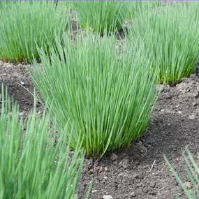 Allium schoenoprasum