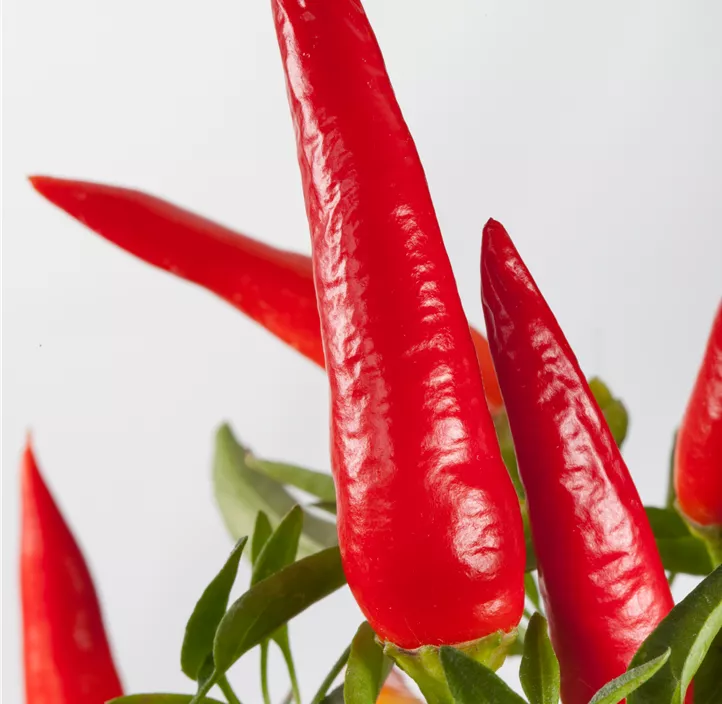 Chili Positano
