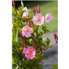 bellaflora Gartencenter GmbH