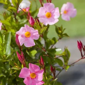 Dipladenia sanderiana Sundavilla Pyramide