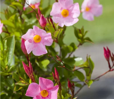 Dipladenia sanderiana Sundavilla Pyramide