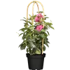 bellaflora Gartencenter GmbH