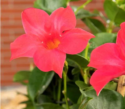 Dipladenia sanderiana Rio rossa Busch