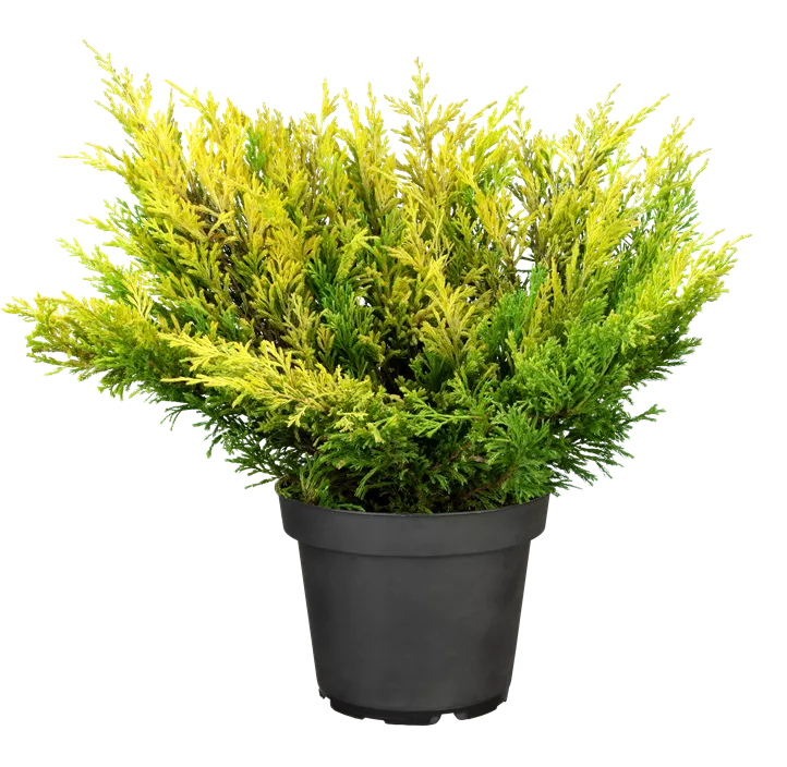 Teppichwacholder 'Limeglow'