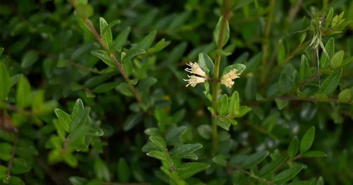 Lonicera, Immergrne Heckenkirsche - Bellaflora
