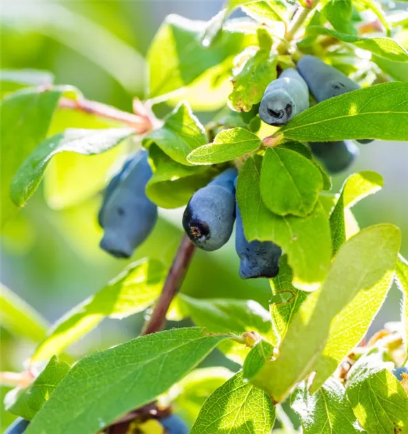 Lonicera kamtschatica Altaj, Blaue Heckenkirsche 'Altaj' - Bellaflora