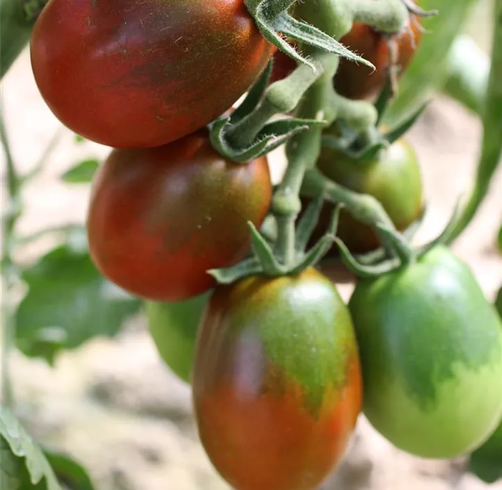 Pflaumentomate 'Prune noir'