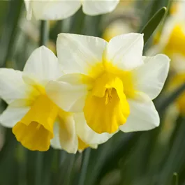 Narcissus pseudonarcissus Josina Narcissus pseudonarcissus Josina