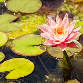 Nymphaea 'Colorado'