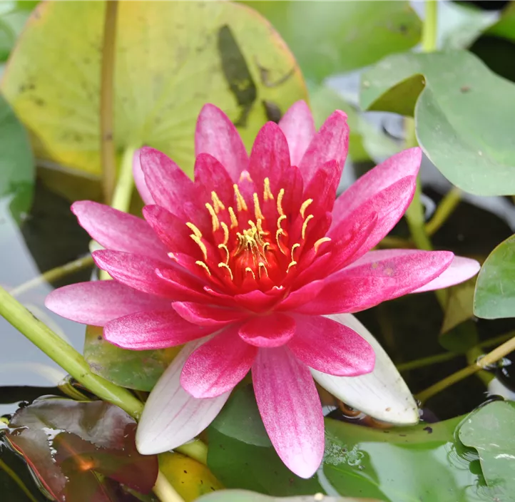Zwerg-Seerose 'Pygmaea Rubra'