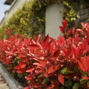 Photinia fraserii Compacta (Lieferartikel)