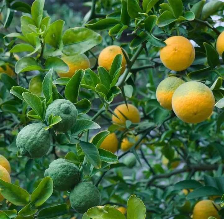 Dreiblättrige Orange
