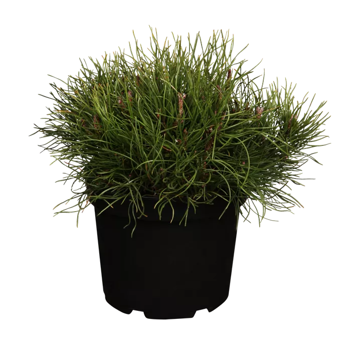 Niedrige Krüppelkiefer Niedrige Krüppelkiefer