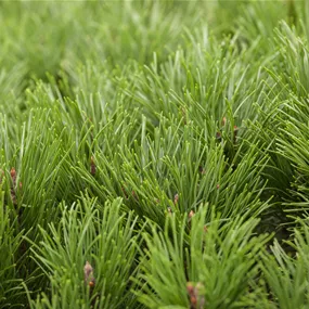 Pinus mugo 'Pumilo'