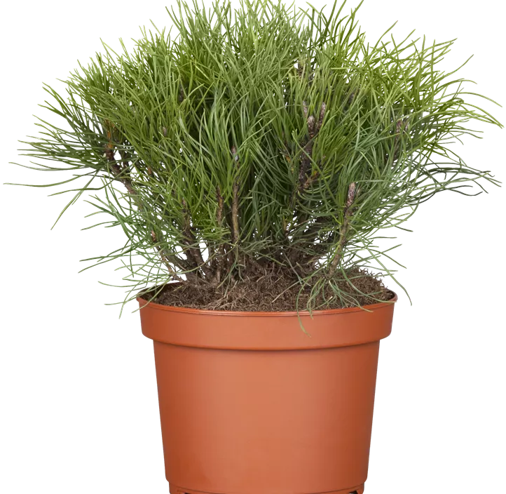 Niedrige Krüppelkiefer Niedrige Krüppelkiefer