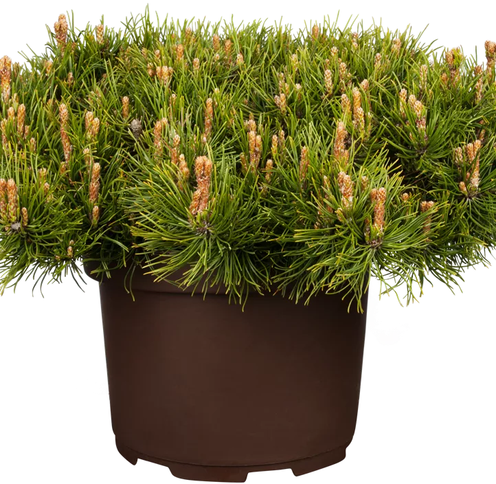 Niedrige Krüppelkiefer Niedrige Krüppelkiefer