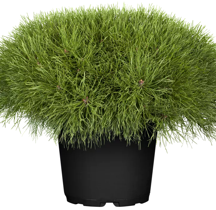 Niedrige Krüppelkiefer Niedrige Krüppelkiefer