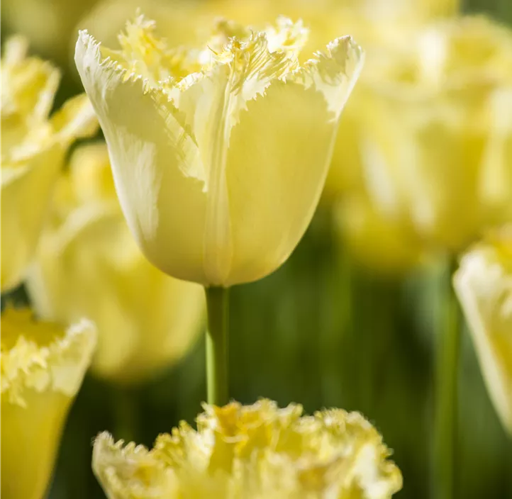 Tulpe gefranst