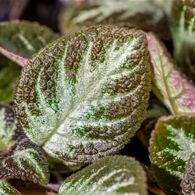 Episcia Mix Mini
