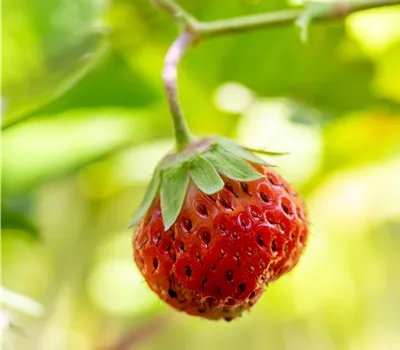 Fragaria ananassa Mara de Bois