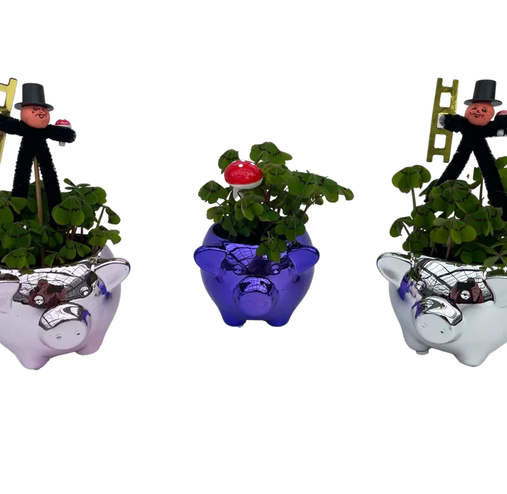 Glücksklee Glücksklee