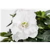 bellaflora Gartencenter GmbH