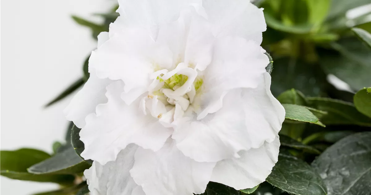 Rhododendron simsii Stamm, Indische Azalee - Bellaflora