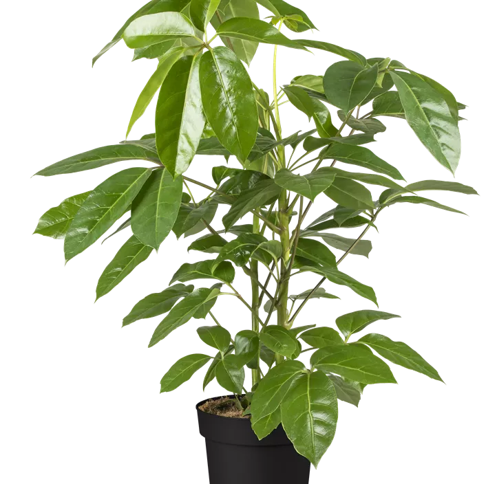 Strahlenaralie 'Amate' Strahlenaralie 'Amate'