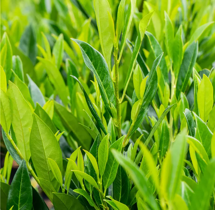 Kirschlorbeer 'Caucasica Fontanette'