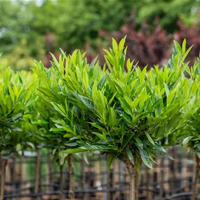 Prunus laurocerasus Caucasica Fontanette (Lieferartikel)