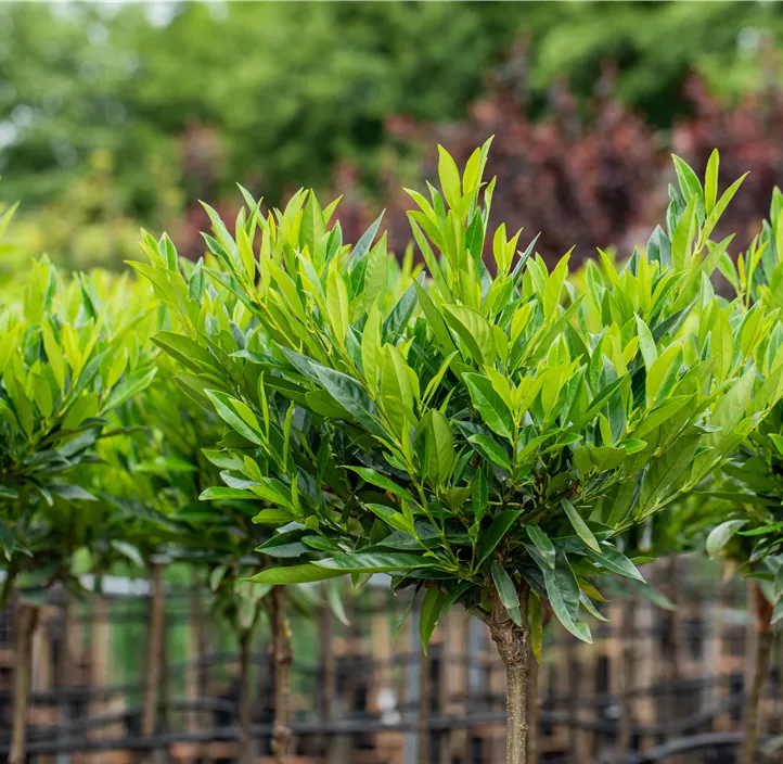 Kirschlorbeer 'Caucasica Fontanette'