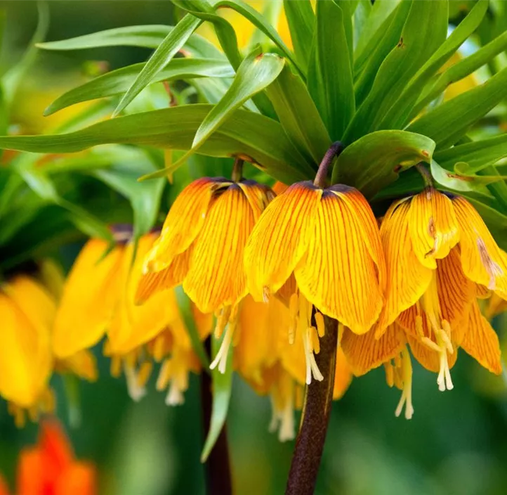 Kaiserkrone Orange Flame