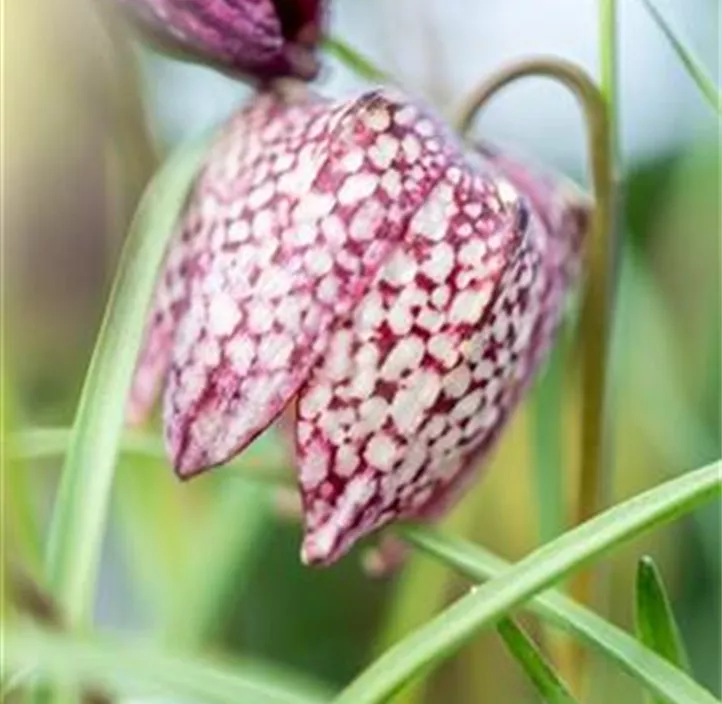 Schachbrettblume