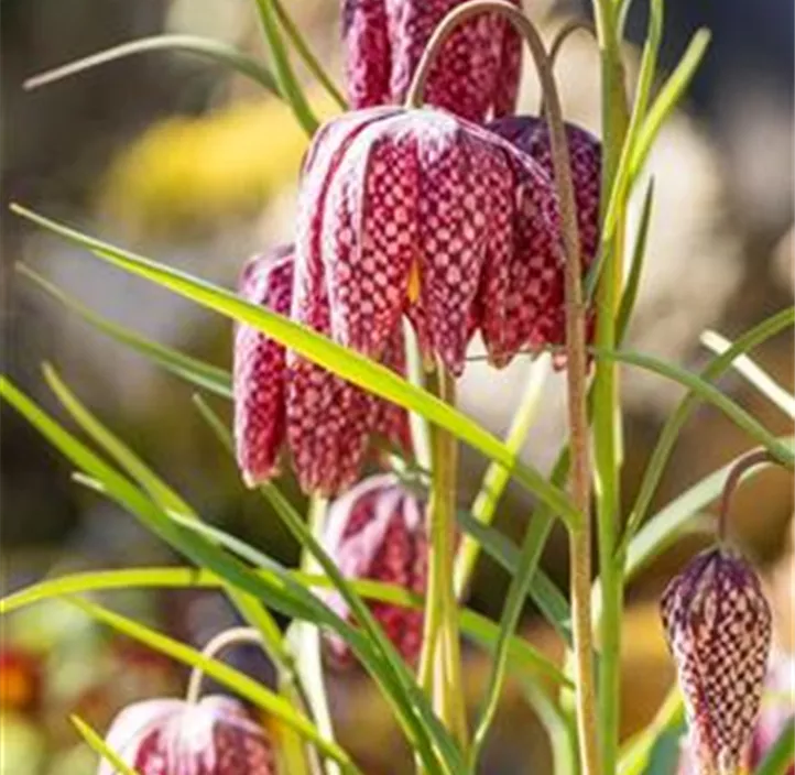 Schachbrettblume