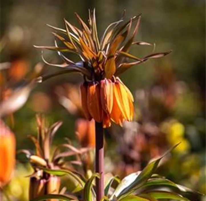 Schachbrettblume Sunset Flame