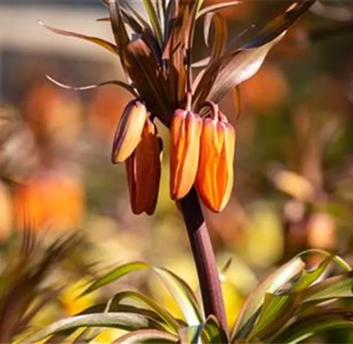 Schachbrettblume Sunset Flame