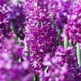 Hyacinthus orientalis Pastell Mischung